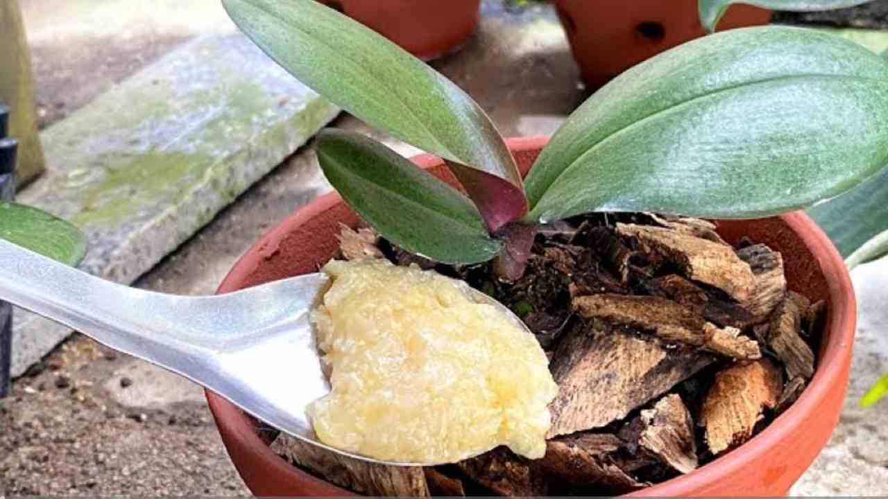 Kökün üzerine bir çorba kaşığı serpin ve orkide bir an durmadan büyüyecektir
