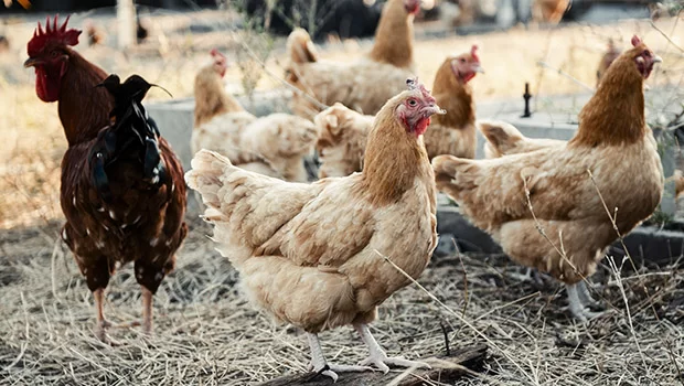 Temel Tavukçuluk Yapmaya Başladı