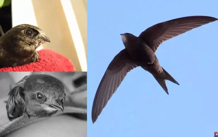 Ebabil Kuşlarının Varması