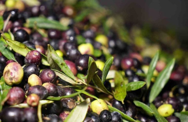 Kurutulmuş Zeytin Yaprağındaki