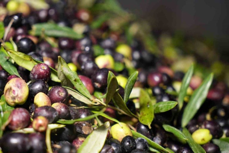 Kurutulmuş Zeytin Yaprağındaki