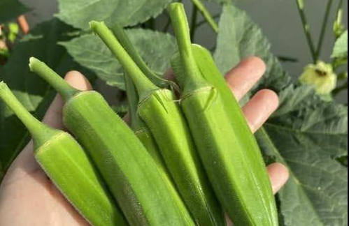 Bunlar Bamya Yemenin Sonuçları