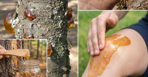 Doğal Ağaç Reçinesi: Başlıca Faydaları ve Geleneksel Kullanım Alanları