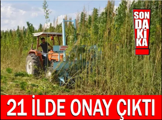 21 İlde Kenevir Üretimine Onayh Çıktı