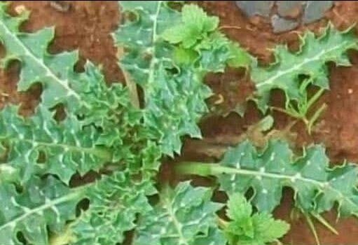 Bahçenizde Saklamak İçin 12 Neden