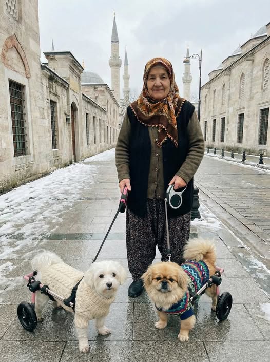 kurtardığım köpekler