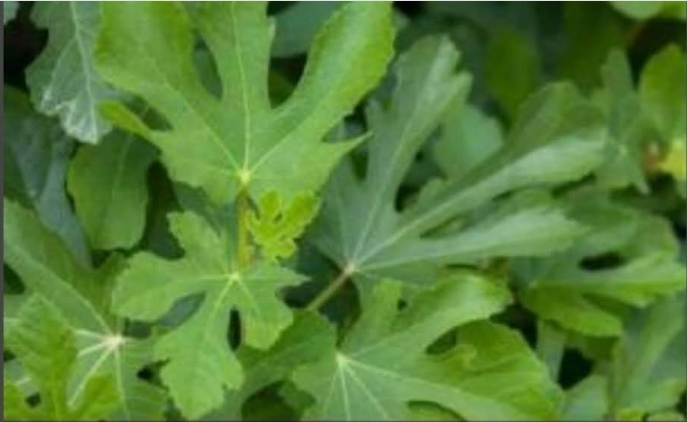 Doğadaki en güçlü doğal insülin!