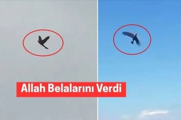 Bu kuşlar ABD’nin kabusu oldu