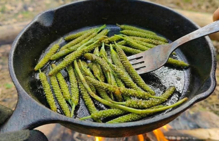 Resimde Gördüğünüz Bitki Dünyanın En Mucizevi Bitkidir