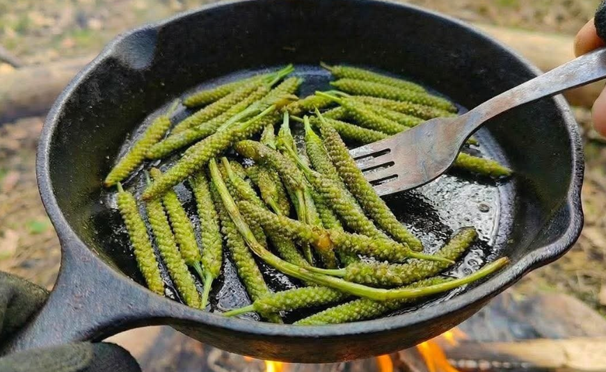 Resimde Gördüğünüz Bitki Dünyanın En Mucizevi Bitkidir
