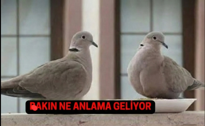 Balkona Kumru Konması