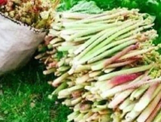 Bahçenizde Saklamak İçin 12 Neden