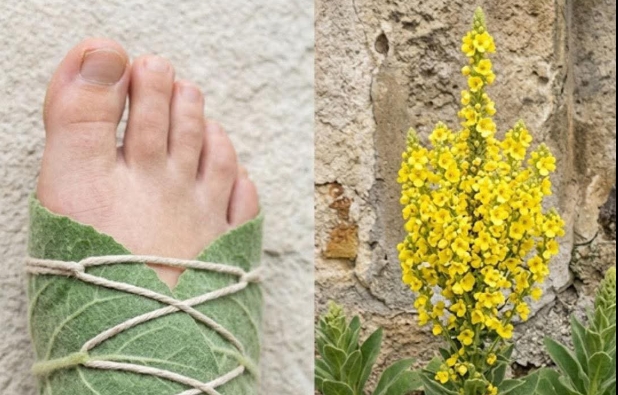 Bağışıklık Sistemi ve Genel Sağlık İçin Güçlü Bitkisel Çözüm