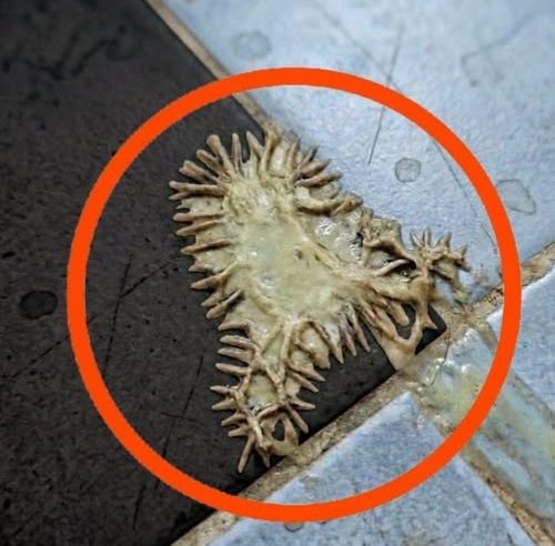Bunu kız arkadaşımın banyosunda buldum