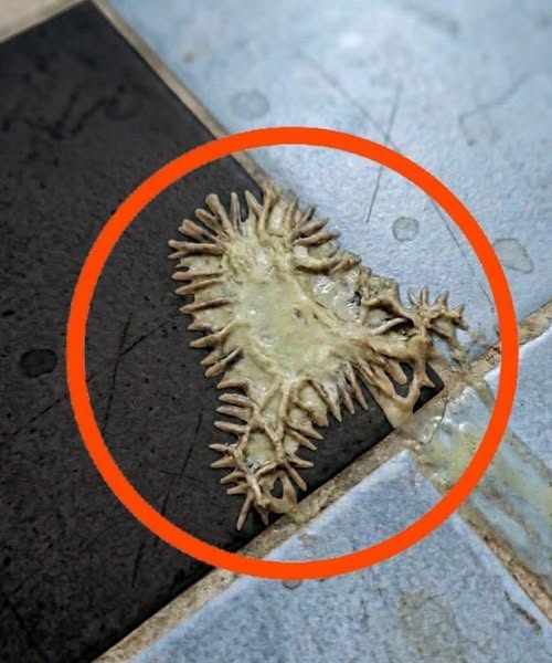 Bunu kız arkadaşımın banyosunda buldum