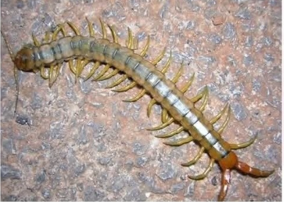 Eğer evinizde bir kırkayak bulursanız, bunun anlamı şudur