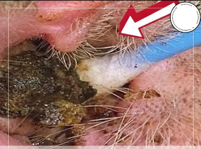 İnsan Vücudunun En Kirli Yeri Neresidir?