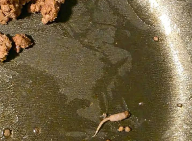 Kıyma pişiriyordum ve tavadan çıkardığımda kıymaya benzemeyen