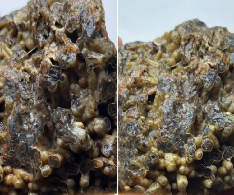 Türkiye’de bulundu!