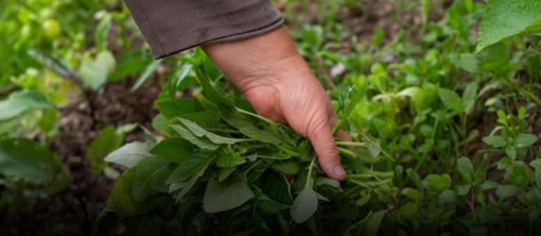 En sağlıklı sebze hangisi?