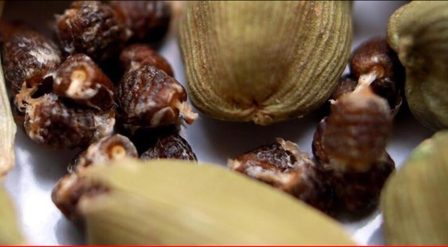 Süper Bitkisel Enerji