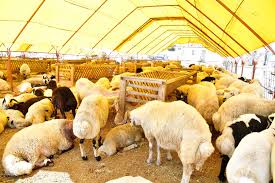 Kurbanlık Fiyatlari belirlendi