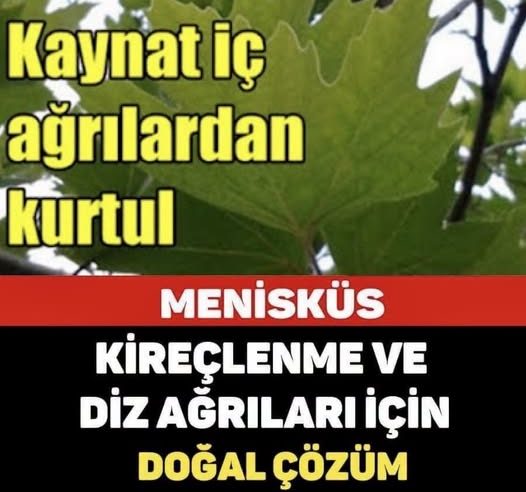 Menisküs, Kireçlenme Ve Diz Ağrılarına Doğal Çözüm
