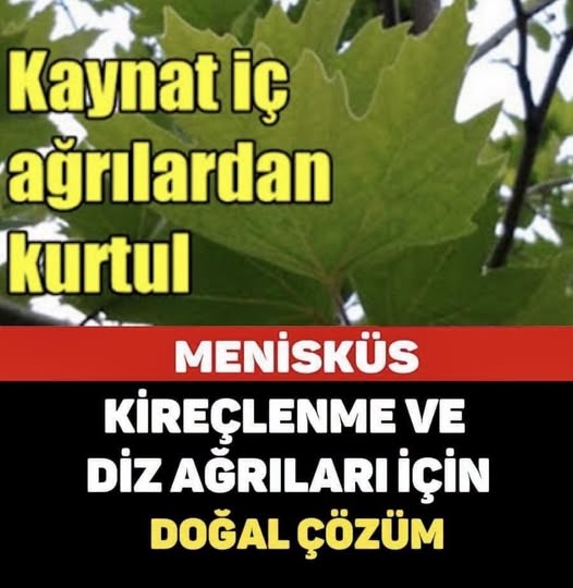 Menisküs, Kireçlenme Ve Diz Ağrılarına Doğal Çözüm