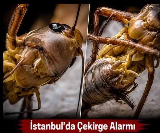 Çekirge İşgali