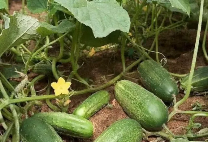 Doktorlar salatalık tüketmenin neden olduğunu açıkladı